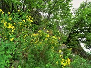 44 Coronilla emerus (Cornetta dondolina)